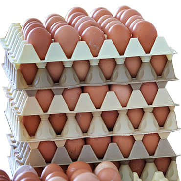 CARTON DE 14 PLAQUETTES